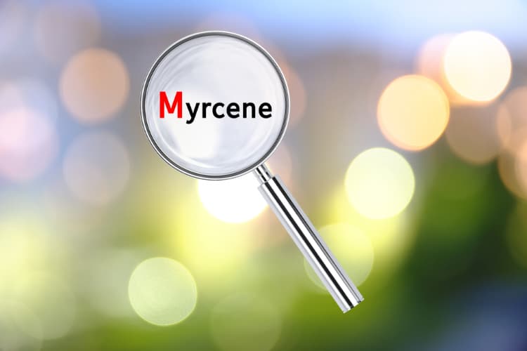 Cannabinoids and Terpenes, Myrcene under magnifying glass