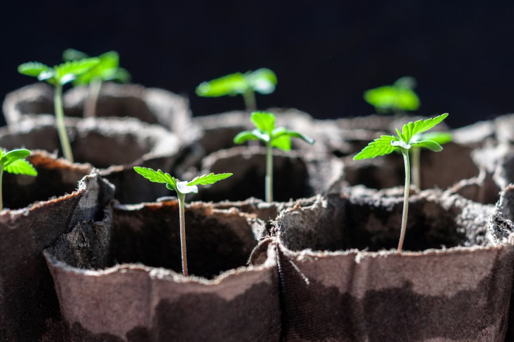 cannabis breeding seedlings