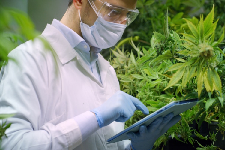 breeding cannabis scientist