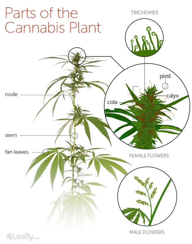 Cannabis Anatomy 101: Know the Parts of the Plant | Clear Choice Cannabis