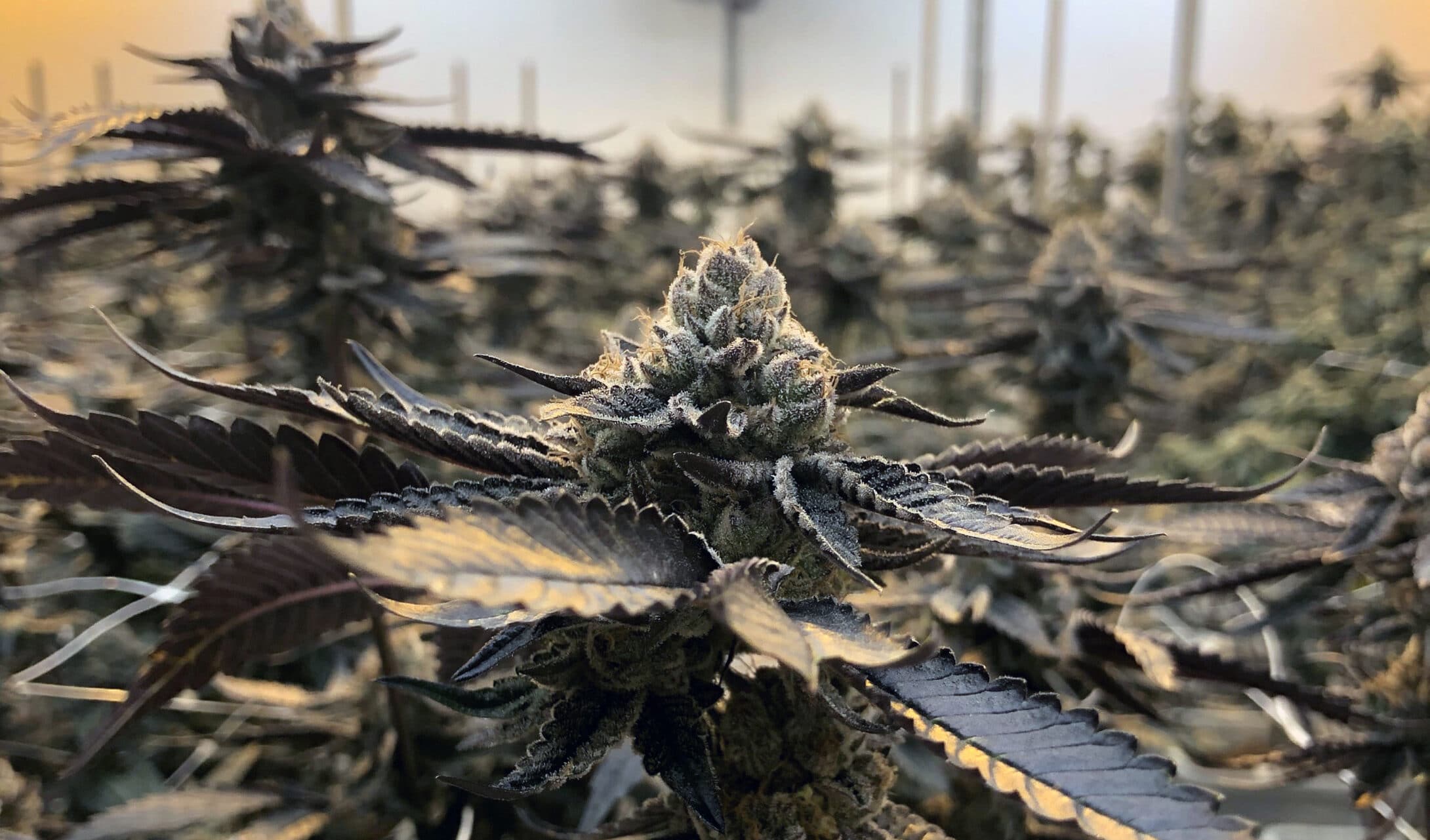 Medical Marijuana Dispensary | Clear Choice Cannabis